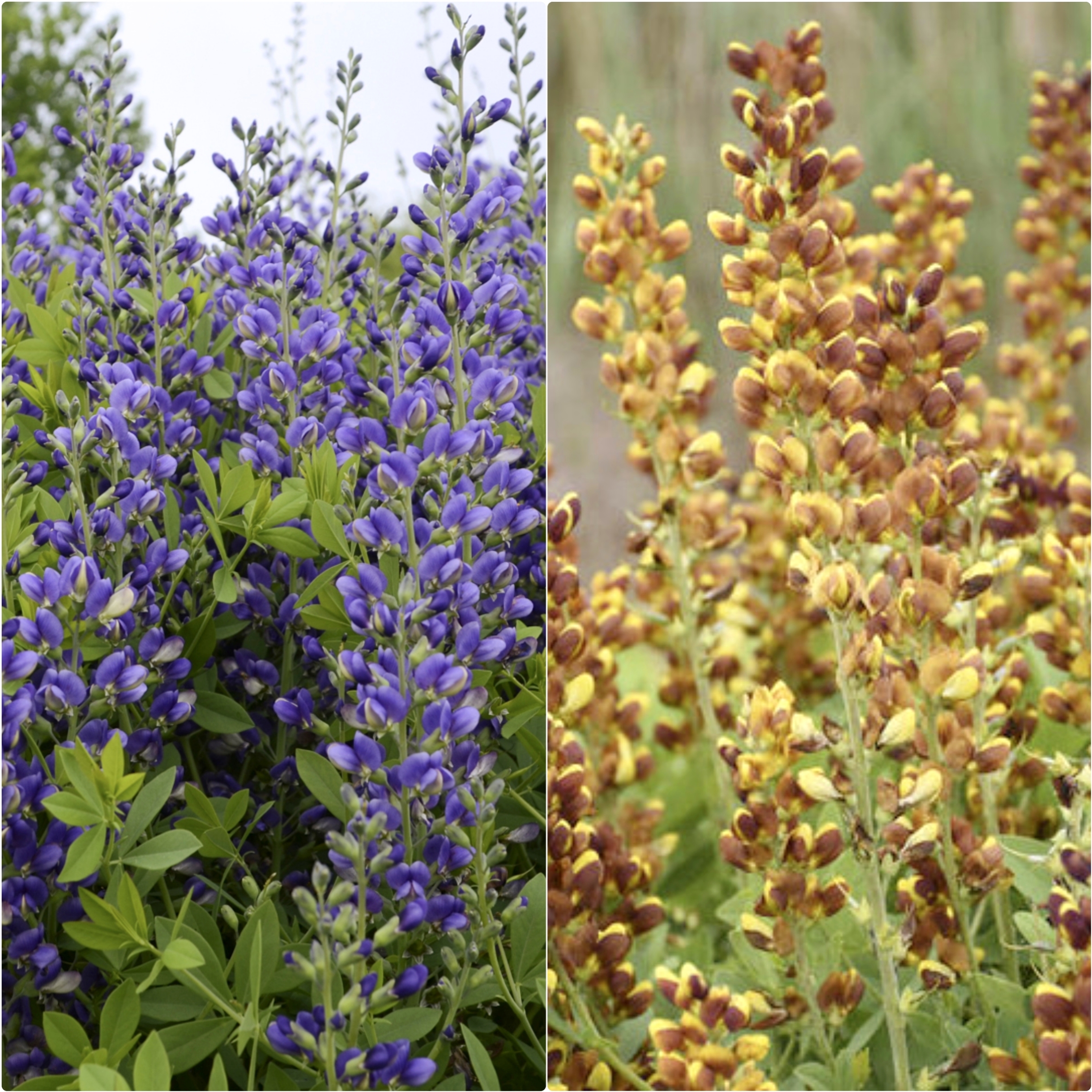 鲁庭院小花匠*赛靛花*耐寒多年生*直立线条宿根*低维护*澳洲蓝豆