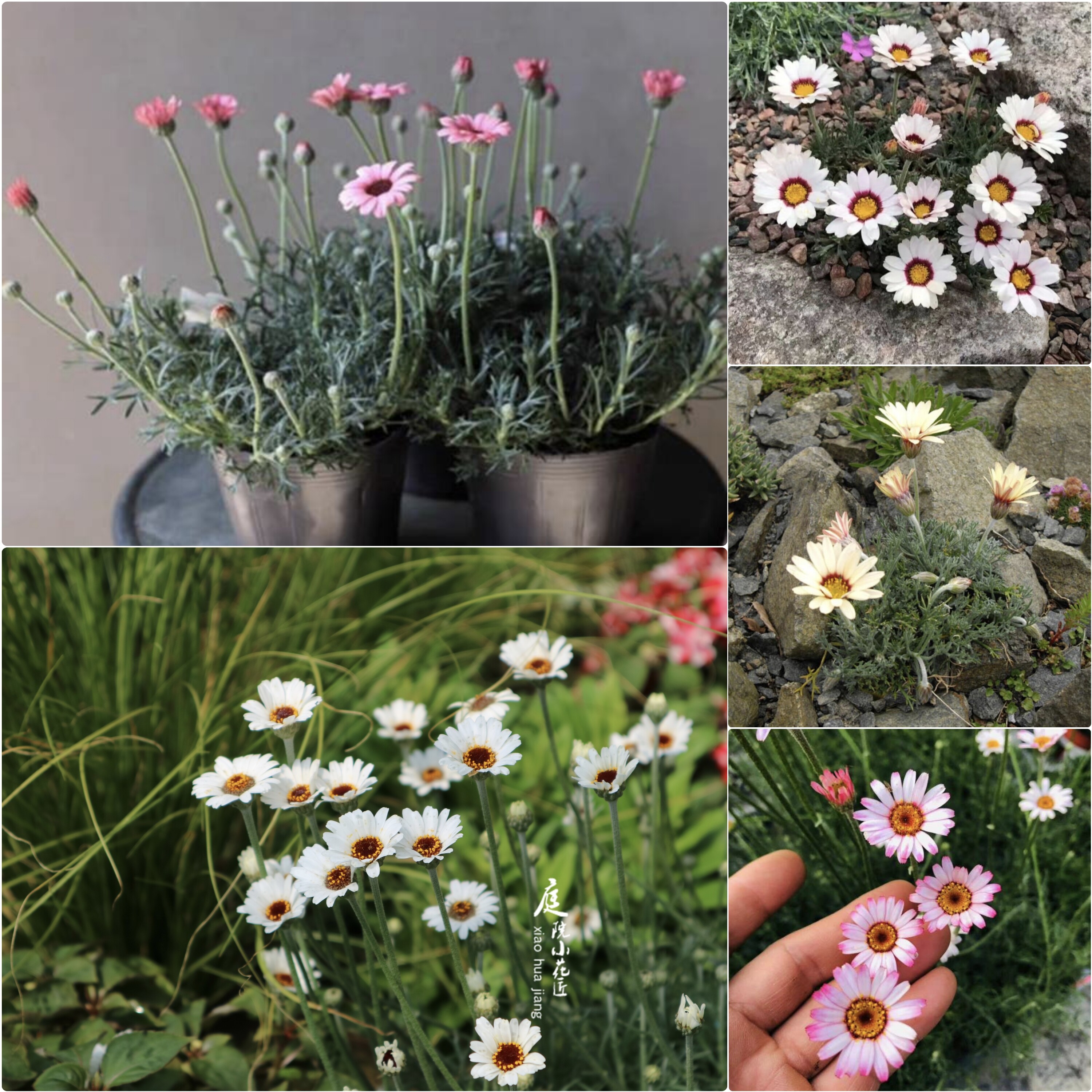 鲁庭院小花匠*多品种摩洛哥雏菊*半耐寒多年生*矮生*非玛格丽特