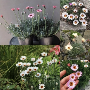 鲁庭院小花匠*多品种摩洛哥雏菊*半耐寒多年生*矮生*非玛格丽特