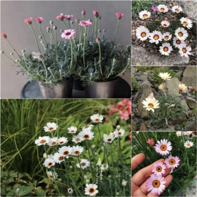 鲁庭院小花匠*多品种摩洛哥雏菊*半耐寒多年生*矮生*非玛格丽特