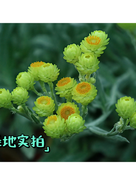 鲁庭院小花匠*银叶蜡菊“黄色钻石”*半耐寒多年生*纸质花瓣