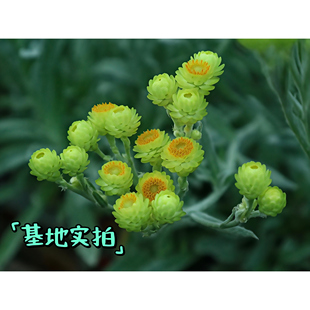 鲁庭院小花匠*银叶蜡菊“黄色钻石”*半耐寒多年生*纸质花瓣