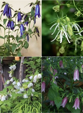 鲁庭院小花匠*紫斑风铃草*耐寒多年生*宿根*小川桔梗章鱼骏河红衣