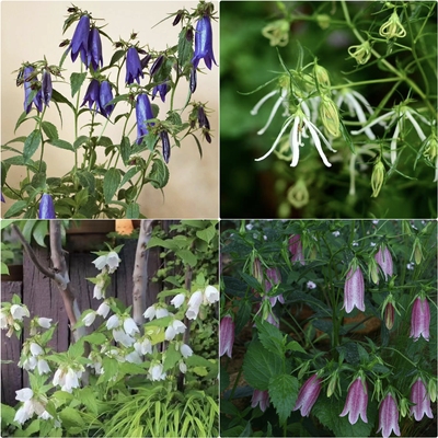 鲁庭院小花匠*紫斑风铃草*耐寒多年生*宿根*小川桔梗章鱼骏河红衣