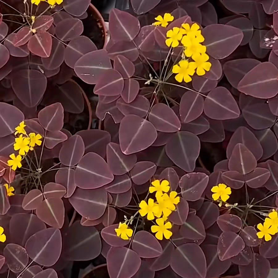 鲁庭院小花匠*树酢浆草“火蕨”多年生*耐热耐晒*花期长*火星酢图片