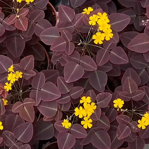 鲁庭院小花匠*树酢浆草“火蕨”多年生*耐热耐晒*花期长*火星酢