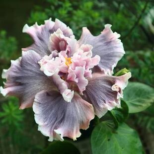 鲁庭院小花匠*变色扶桑“玛丽安查尔顿”扦插苗*多年生耐热花期长