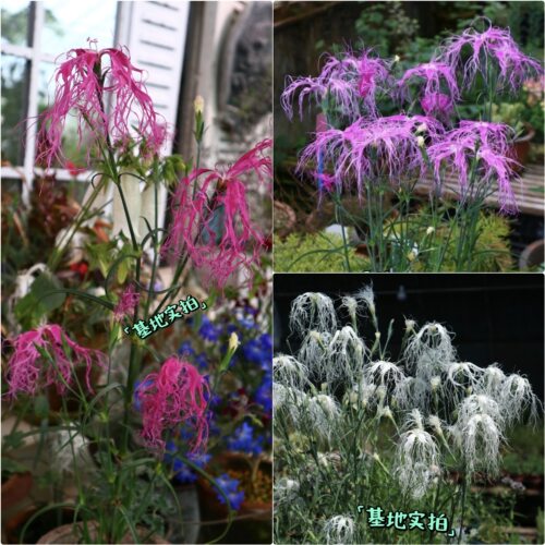 鲁庭院小花匠*伊势抚子“雪舞/桃园”耐寒多年生*瞿麦杂交石竹 - 封面