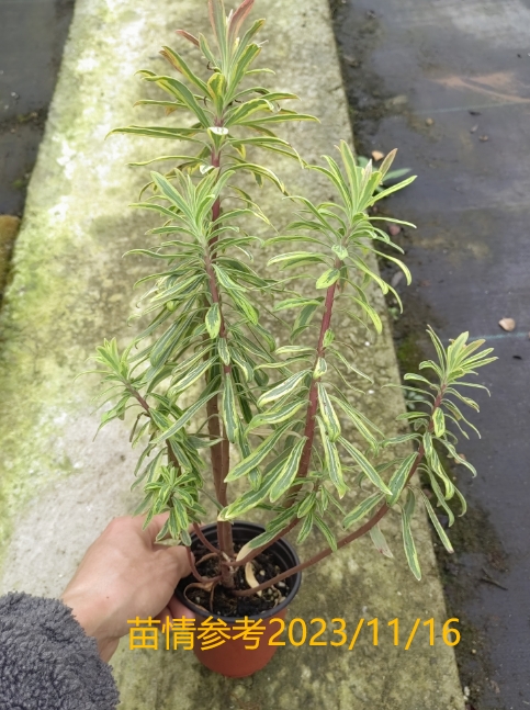 浙庭院小花匠*彩虹大戟*马丁尼大戟'爱斯科特彩虹'*彩叶多变丰花