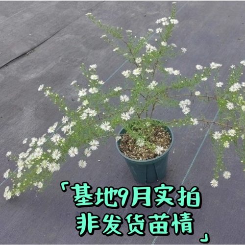 浙庭院小花匠*柳叶白菀*耐寒多年生*耐热低维护*田园风宿根推荐