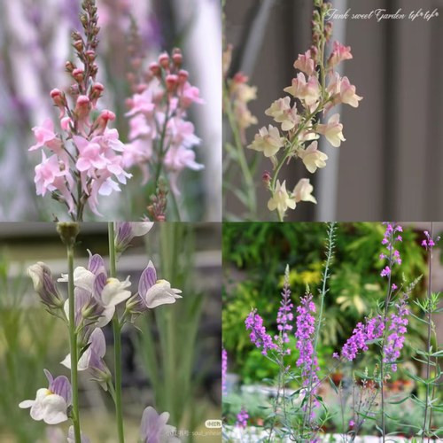 鲁庭院小花匠*宿根柳穿鱼*耐寒多年生*粉/紫/杏/迷你*姬金鱼草