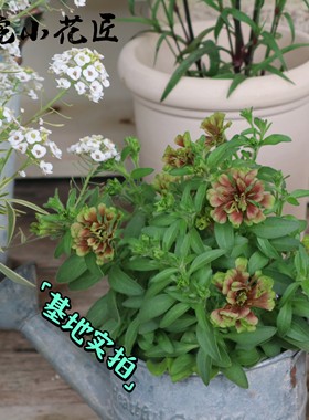 鲁庭院小花匠*重瓣矮牵牛“马龙”多年生*复古小碎瓣*紧凑抗病佳