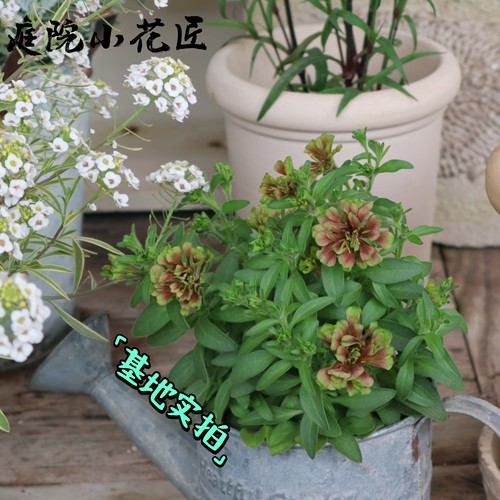 鲁庭院小花匠*重瓣矮牵牛“马龙”多年生*复古小碎瓣*紧凑抗病佳