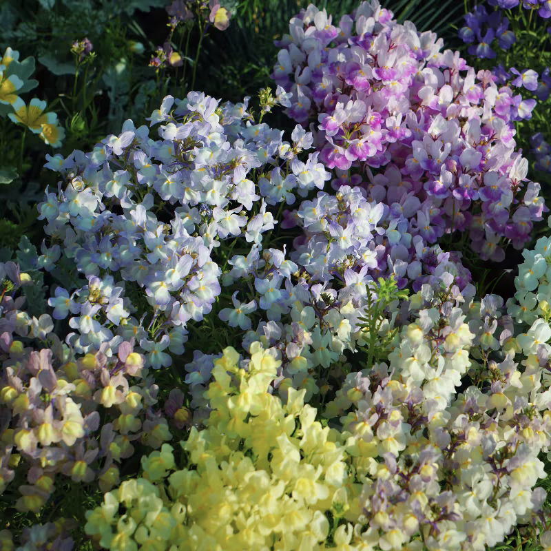 浙庭院小花匠*矮生柳穿鱼“孔雀鱼”混色*一年生*姬金鱼草丰花