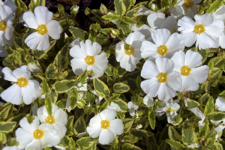 鲁庭院小花匠*岩蔷薇“冬日”“阳光小姐”多年生木本*易造型盆栽