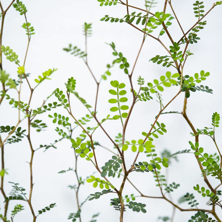 鲁庭院小花匠*童话树/新西兰小孩/刺槐*多年生*ins风绿植观叶灌木图片