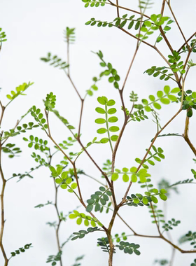 鲁庭院小花匠*童话树/新西兰小孩/刺槐*多年生*ins风绿植观叶灌木