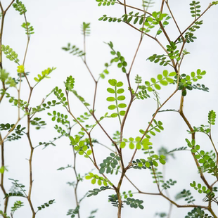 鲁庭院小花匠*童话树/新西兰小孩/刺槐*多年生*ins风绿植观叶灌木
