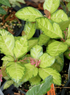 鲁庭院小花匠*黄斑紫金牛“金色王冠”耐寒多年生*耐阴耐热*花叶