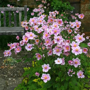 浙庭院小花匠*湖北银莲花*耐寒多年生*宿根低维护*秋牡丹野棉花