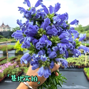 浙庭院小花匠*光萼青兰*耐寒多年生*蓝紫色芳香*原生植物*蜜源
