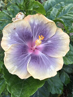 鲁庭院小花匠*变色扶桑“时光恋人”扦插苗*多年生*耐热花期长