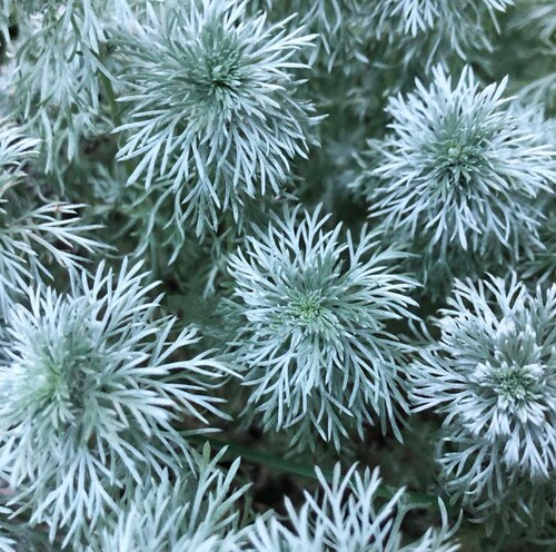 浙庭院小花匠*朝雾草*耐寒多年生*彩叶宿根植物*手感柔软