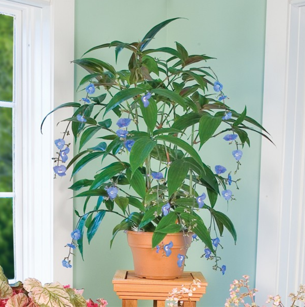 鲁庭院小花匠*垂花蓝姜/垂花鸳鸯草*鸭跖草科耐热耐荫皮实*室内
