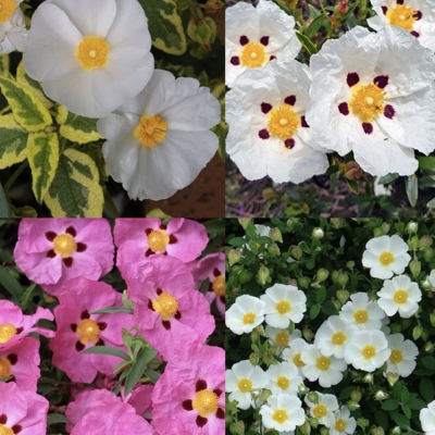 鲁庭院小花匠*多品种岩蔷薇*耐寒多年生*耐热低维护*花灌木