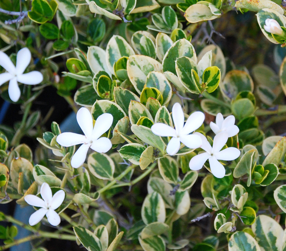 浙庭院小花匠*花叶大花铁茉莉*多年生*耐热芳香*观叶观花*假虎刺