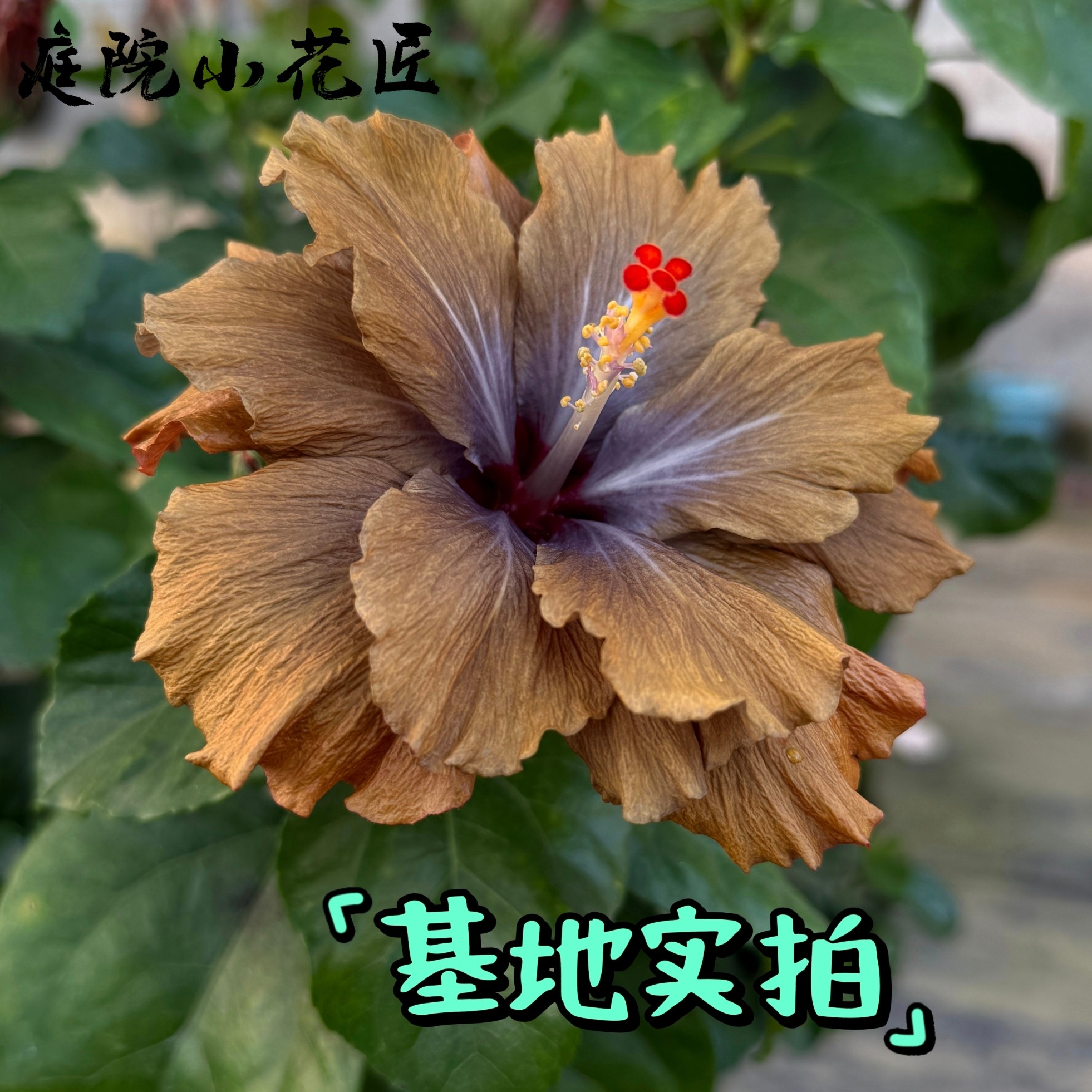 鲁庭院小花匠*变色扶桑“神来一笔”扦插苗*多年生*耐热花期长