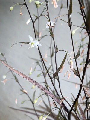 鲁庭院小花匠*龙舌百合“卡布奇诺”花叶线条常绿植物*可组盆寄植