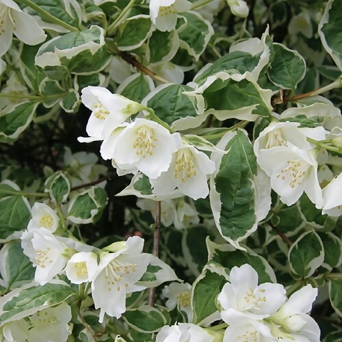 鲁庭院小花匠*花叶山梅花“斑锦”耐寒多年生*花叶稳定耐热芳香