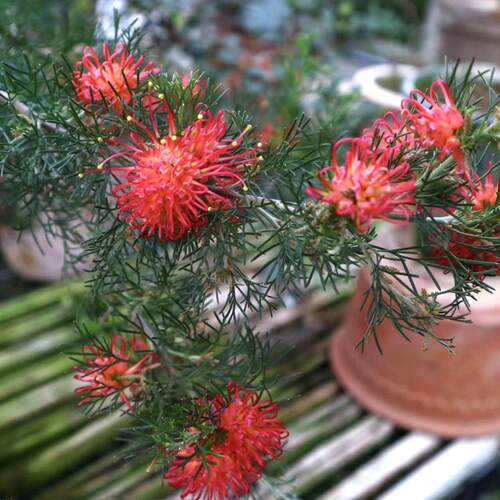 鲁庭院小花匠*匍枝银桦“小樱桃”耐寒多年生*好养花期长*花灌木