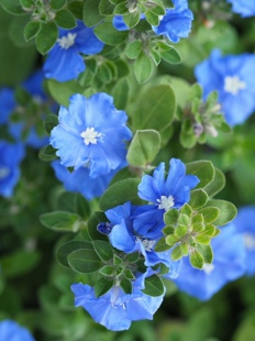 浙庭院小花匠*蓝星花*多年生*花期长花量大*耐热低维护*热天开花