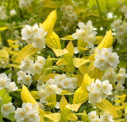 浙庭院小花匠*金叶山梅花“奥里斯”耐寒多年生*彩叶稳定耐热芳香