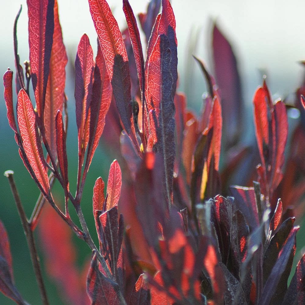 鲁庭院小花匠*紫叶车桑子*半耐寒多年生*直立彩叶灌木*观叶色块