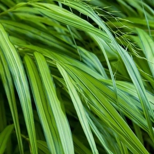 鲁庭院小花匠*花叶箱根草/风知草*耐寒多年生*耐热耐荫*宿根草