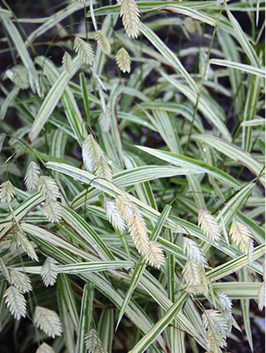 浙庭院小花匠*花叶小盼草“河流薄雾”耐寒多年生*锦叶观赏草耐热