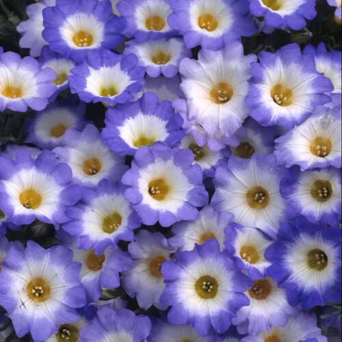 浙庭院小花匠*奇异假茄“蓝鸟”*多年生*常当一年养*智利风铃草