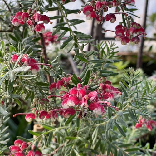 鲁庭院小花匠*绵毛银桦“玛丽奇”半耐寒多年生*银叶灌木澳洲植物