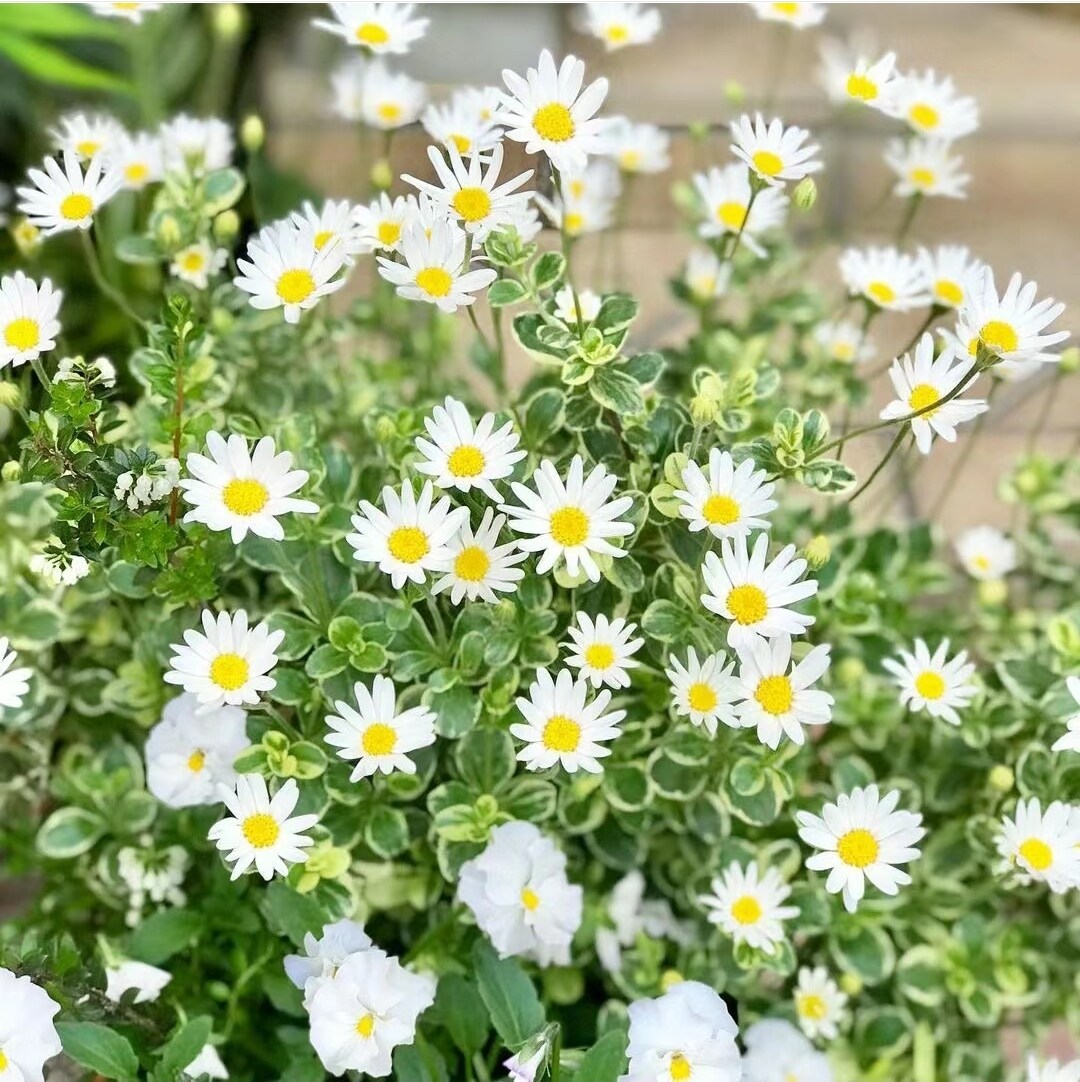 鲁庭院小花匠*花叶白花费利菊“飞马”半耐寒多年生*花期长可组盆