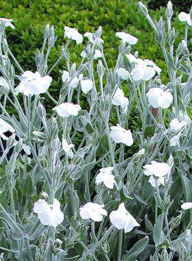 浙庭院小花匠*毛叶剪秋罗“白色新娘”耐寒多年生*银叶植物剪秋萝