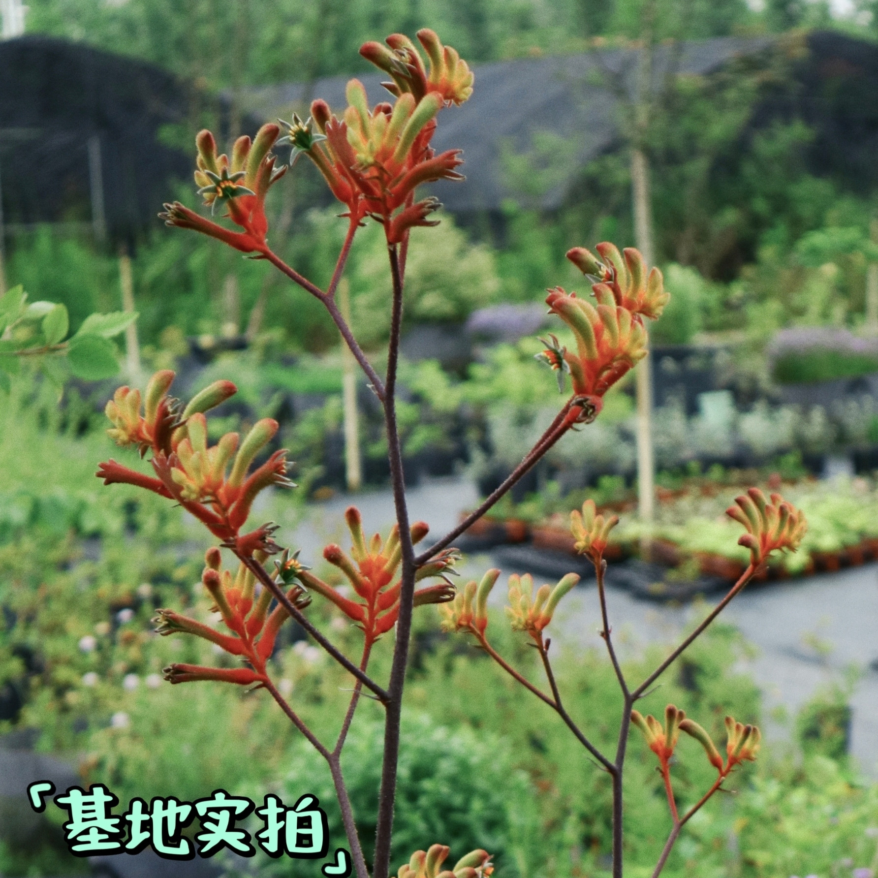 浙庭院小花匠*高杆袋鼠爪花*半耐寒多年生*新品表现优秀*线条植物