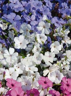 浙庭院小花匠*小麦仙翁“白色/蓝色天使”半耐寒一年生*矮生丰花