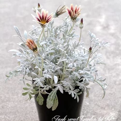 浙庭院小花匠*银叶勋章菊“阿兹克特”半耐寒多年生*寄植*花期长