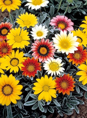 浙庭院小花匠*银叶勋章菊“才艺”橙色*半耐寒多年生*寄植*花期长