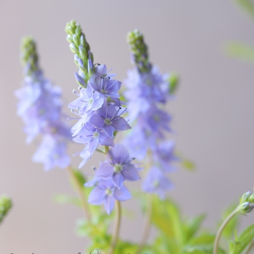 浙庭院小花匠*金叶卷毛婆婆纳*线性宿根植物*耐寒彩叶非薰衣草