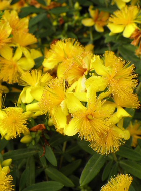 浙庭院小花匠*密花金丝桃*耐寒多年生*爆花花量大*耐热低维护原生
