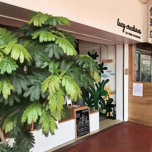 鲁庭院小花匠*密叶猴耳环*多年生*耐热观叶*耐阴低维护*室内绿植